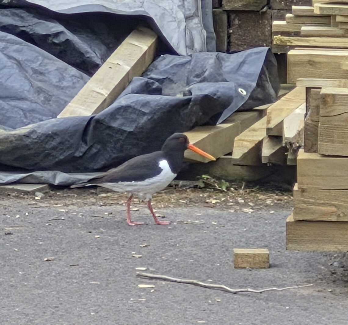 Closeup of the oystercatcher standing next to a pile of stakes in the walled garden