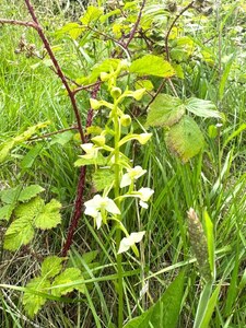 OrchidCount2025002