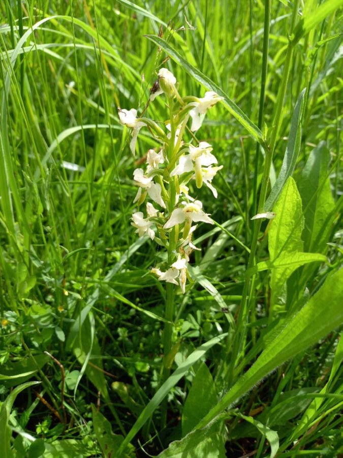 OrchidCount2025006