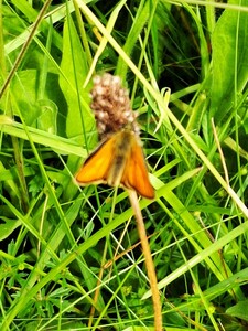 Small Orange Skipper- first recorded observation in the Park