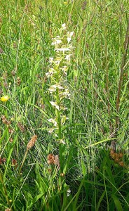 This is what we are looking for: a good example of the Greater Butterfly Orchid (Platanthera chlorantha)