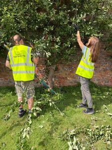 Pruning fruit trees in the walled garden