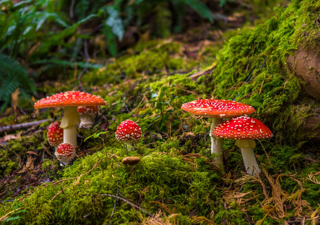 Several bright red Fly agaric fungi with white spots