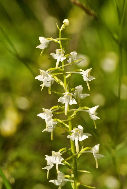 Greater Butterfly Orchid - single spike 