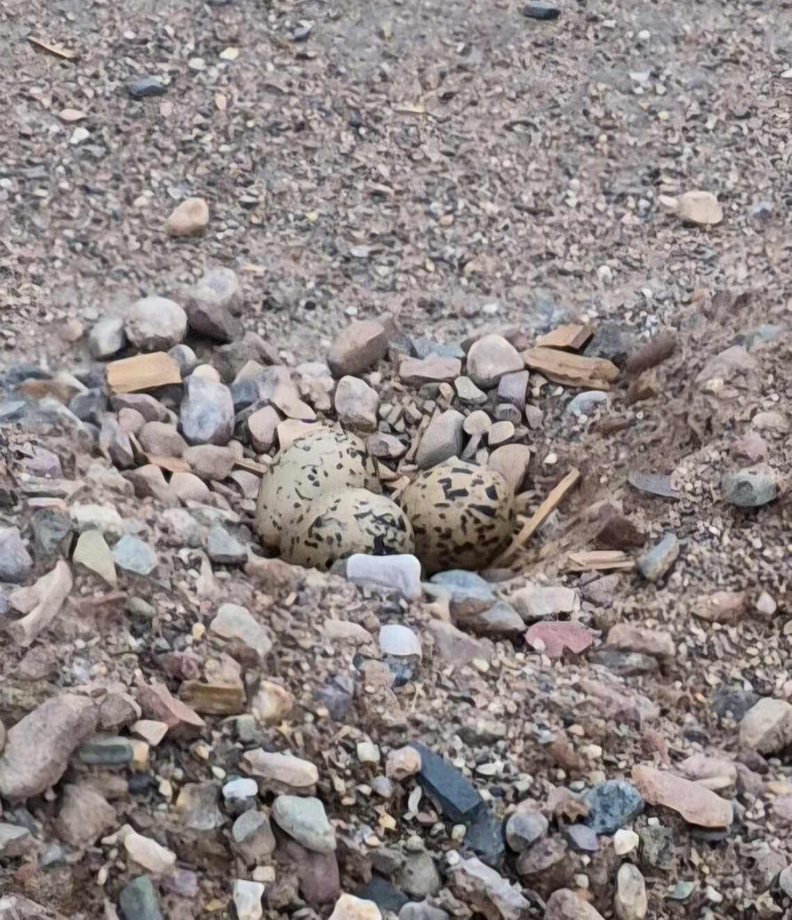 Oystercatcher eggs