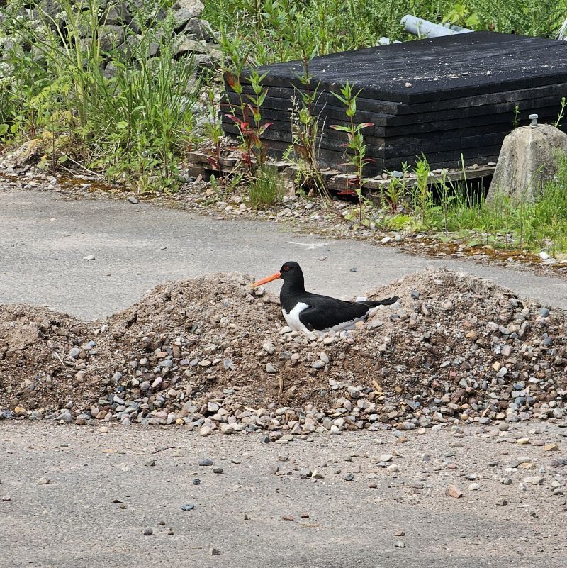 Oystercatcher nest